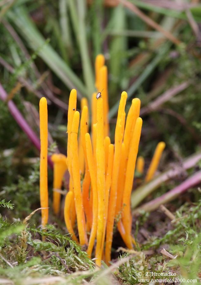 , Clavulinopsis laeticolor (Mushrooms, Fungi)